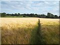 Footpath and Barley at Over Lane