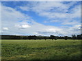 Field near Heaton