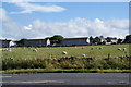 Sheep on the edge of Thurso