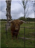 SJ4093 : Bull in Croxteth Country Park by Paul Harrop