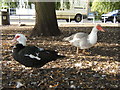 Muscovy ducks by the Quayside