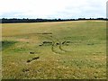 Patterns in a field of barley