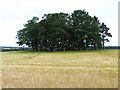 Circular clump of trees near Cossacks Farm