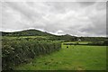 Teignbridge : Grassy Field