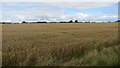 Wheat field