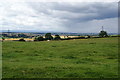 Field of cows near Upsall