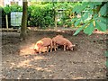 SP2556 : The Pig Pen, Charlecote Park by David Dixon