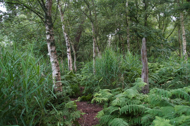 Reeds and bracken among the birches in Friskney Decoy Wood
