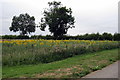 Sunflowers by the drive to Thickthorn Farm