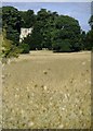 TL3617 : Thundridge Old Church seen across a field of oats by Stefan Czapski