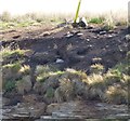 NU2904 : Fulmar chick on Coquet Island by Russel Wills