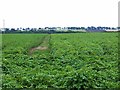 Field of potatoes at Montboy