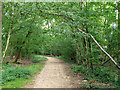 Path, Tilgate Park