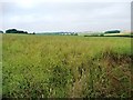 Oilseed rape field, east of Brook Farm