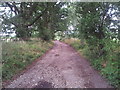 Track to Cawston Heath