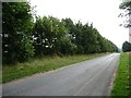 Tall hedge along the road to Fulletby