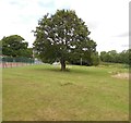 Oak Tree, Partridge Green