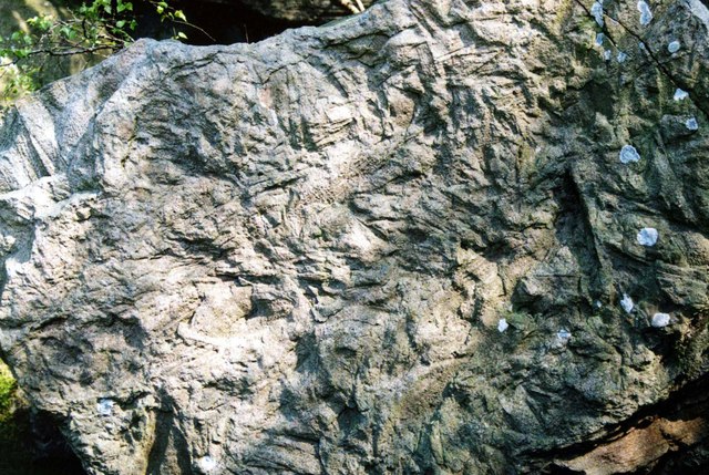 Carboniferous Log Jam Fossils