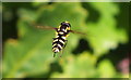 Hoverfly (Xanthogramma pedissequum)