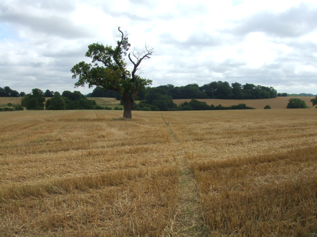 Cross-field path near Farnham