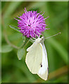 NX4838 : Small White (Pieris rapae), Cairnhead Bay by James T M Towill