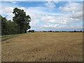 Harvested wheat field near Fann