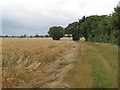 Footpath from Oxen End to Bustard Green