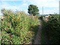 The Saxon Shore Way on its way to Hoo Flats