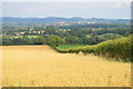 Oat field at Lyne Down