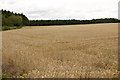 Field of Wheat, Alwoodley Gates