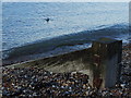 Seagull, Sheerness Beach