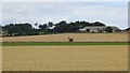 Wheat, East Pitcorthie