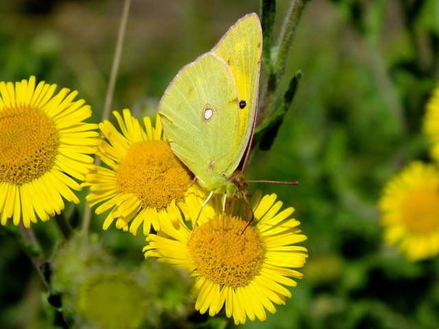 Clouded Yellow, Alners Gorse