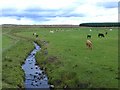 Cattle by the Burn of Drimmie