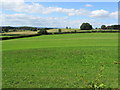 Countryside West of  Burneston