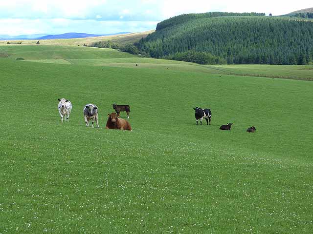 Cattle near the northern end of Drimmie Woods