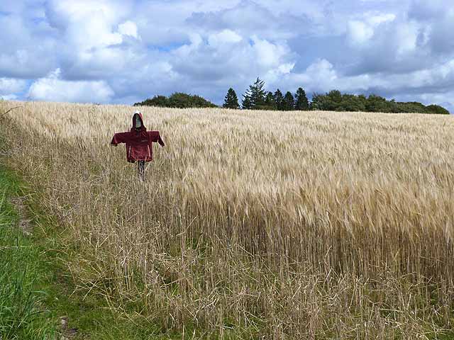 Scarecrow in barley field