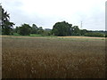 Crop field, Sutton Fields House