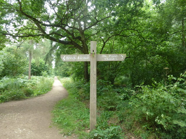 Signpost in the woods © Bob Harvey :: Geograph Britain and Ireland