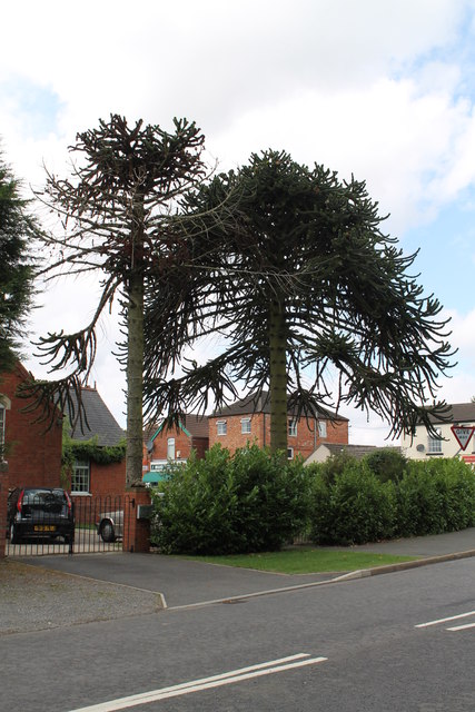 Two Monkey Puzzle Trees © J.Hannan-Briggs :: Geograph Britain and Ireland