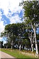 Beech trees