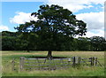 Field and tree at Whitemoors