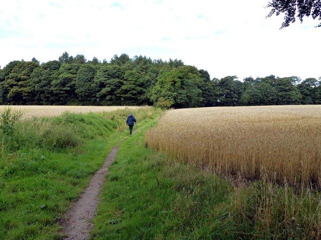 Footpath between the crops