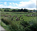 SO1068 : Rough grazing, Llanddewi Ystradenni, Powys by Jaggery