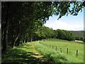 Field, woodland boundary