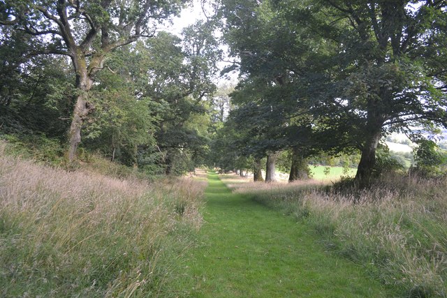Oak tree lined walk