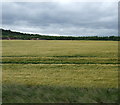 Crop field near Hillend