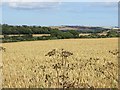 Wheat, Legaston