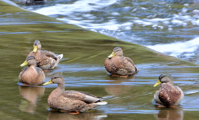 Mallard near Shaw's Bridge, Belfast... © Albert Bridge :: Geograph Ireland