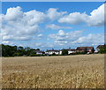 Wheat field near Stoke Golding